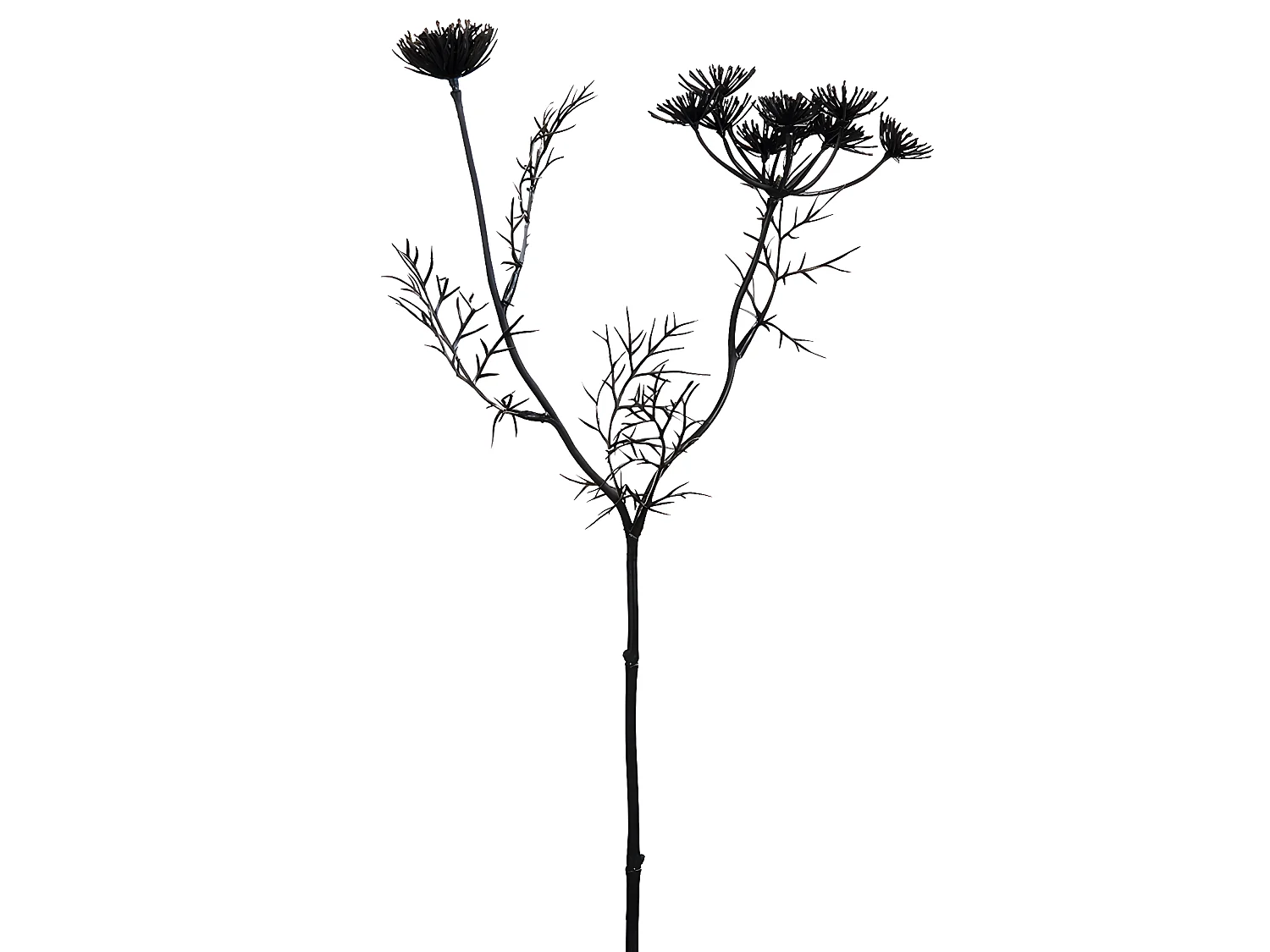 Tige de Carotte Sauvage