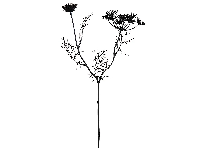 Tige de Carotte Sauvage