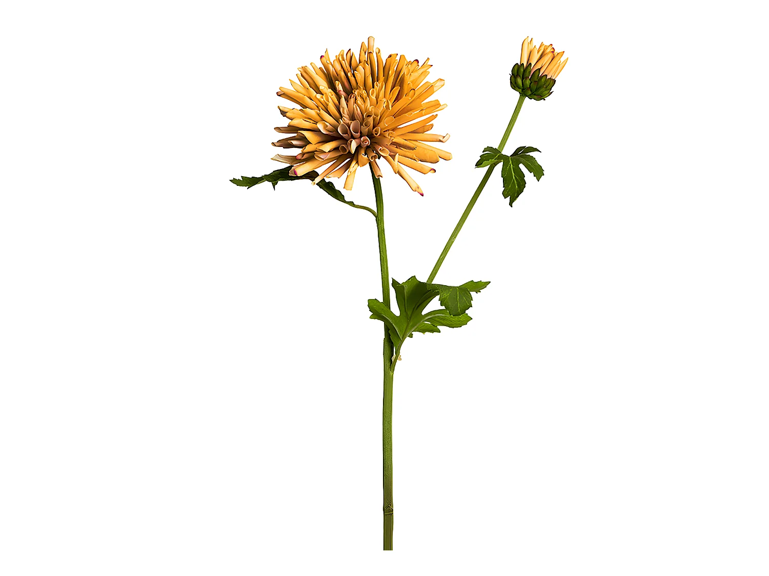 Tige de Chrysanthème Mum