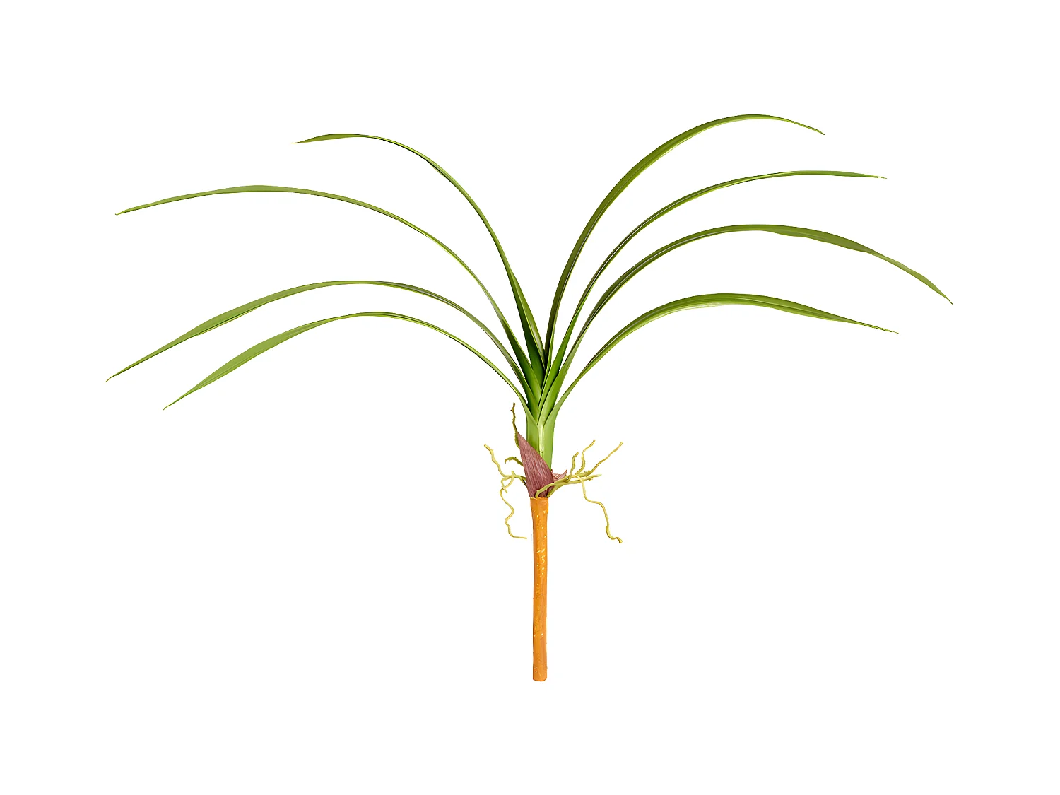 Feuillage d'Orchidée Cymbidium
