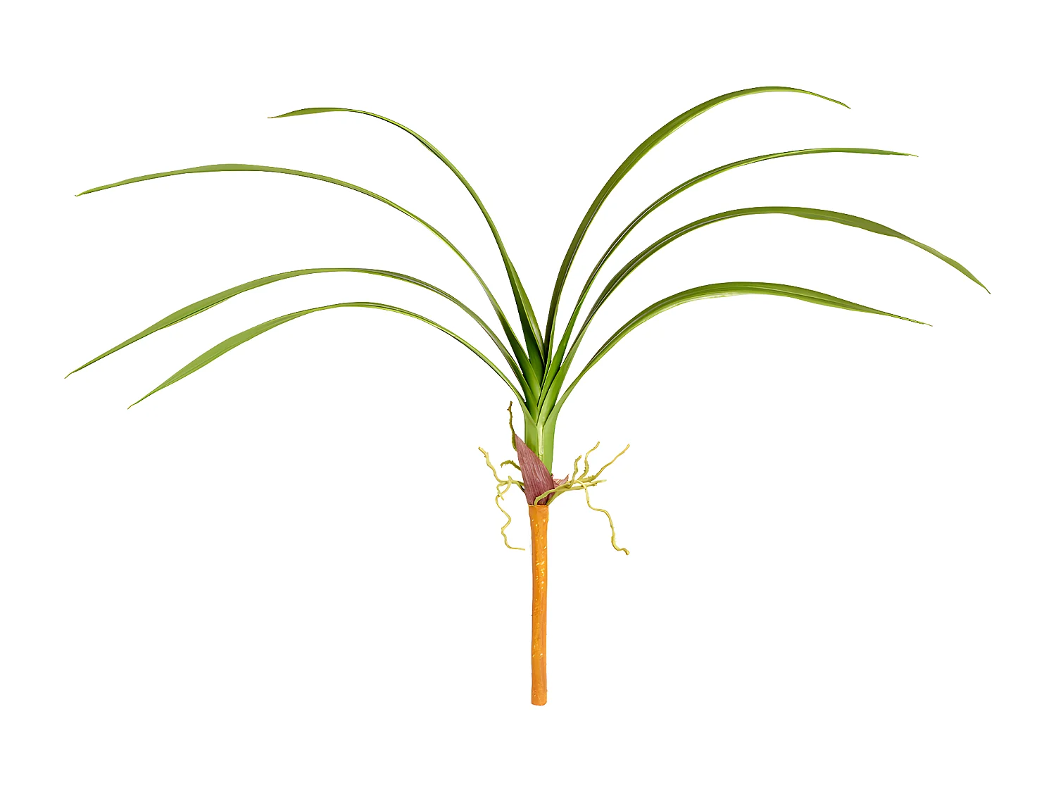 Feuillage d'Orchidée Cymbidium