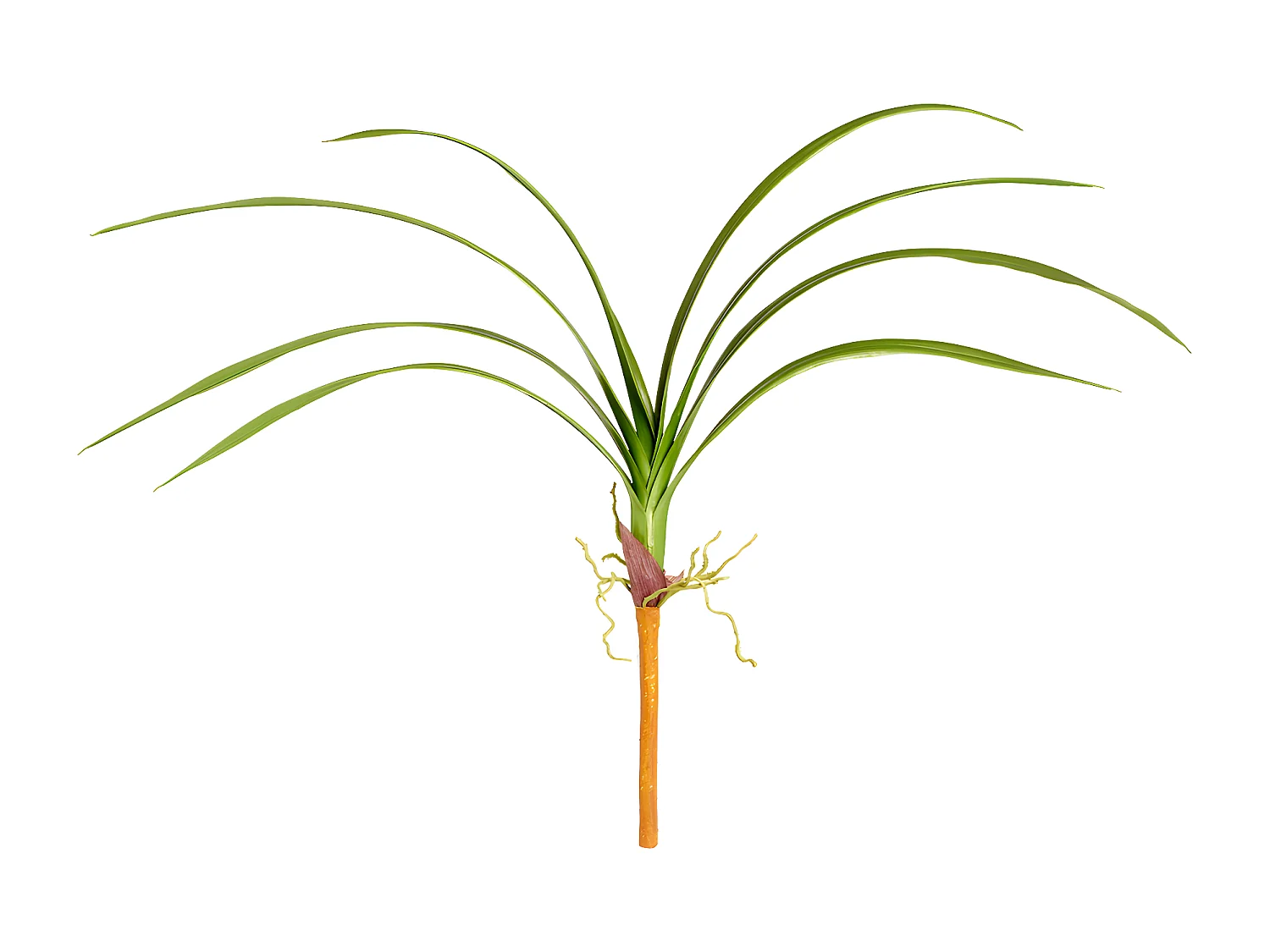 Feuillage d'Orchidée Cymbidium