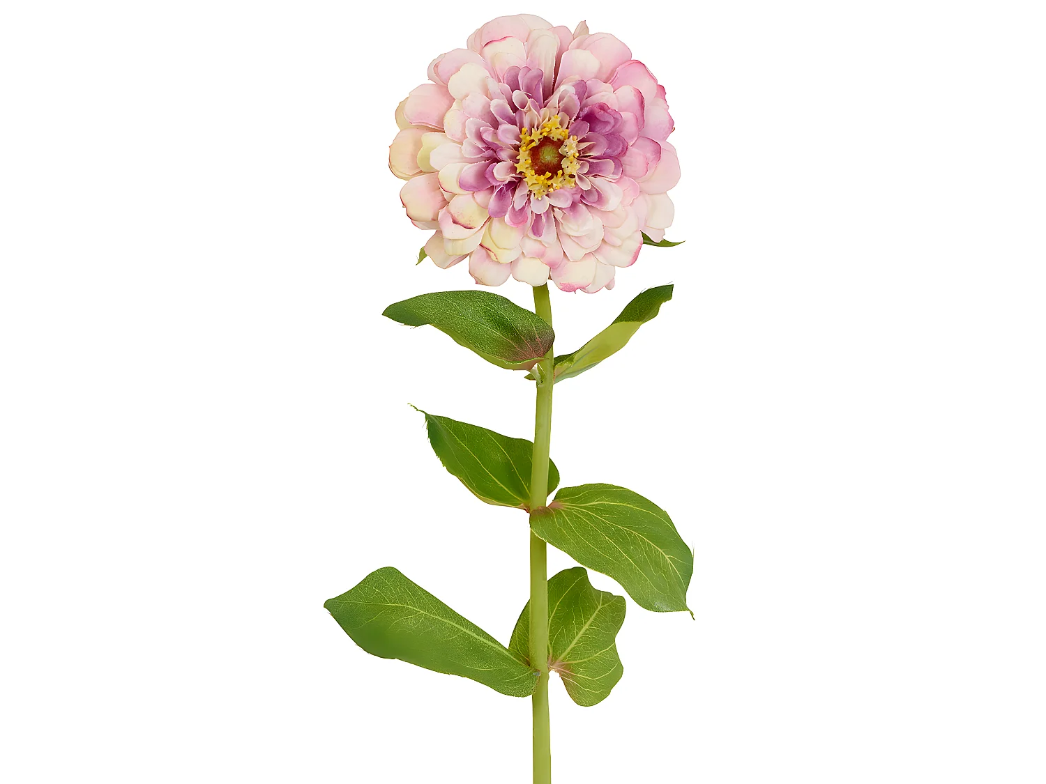 Tige de Zinnia Simone