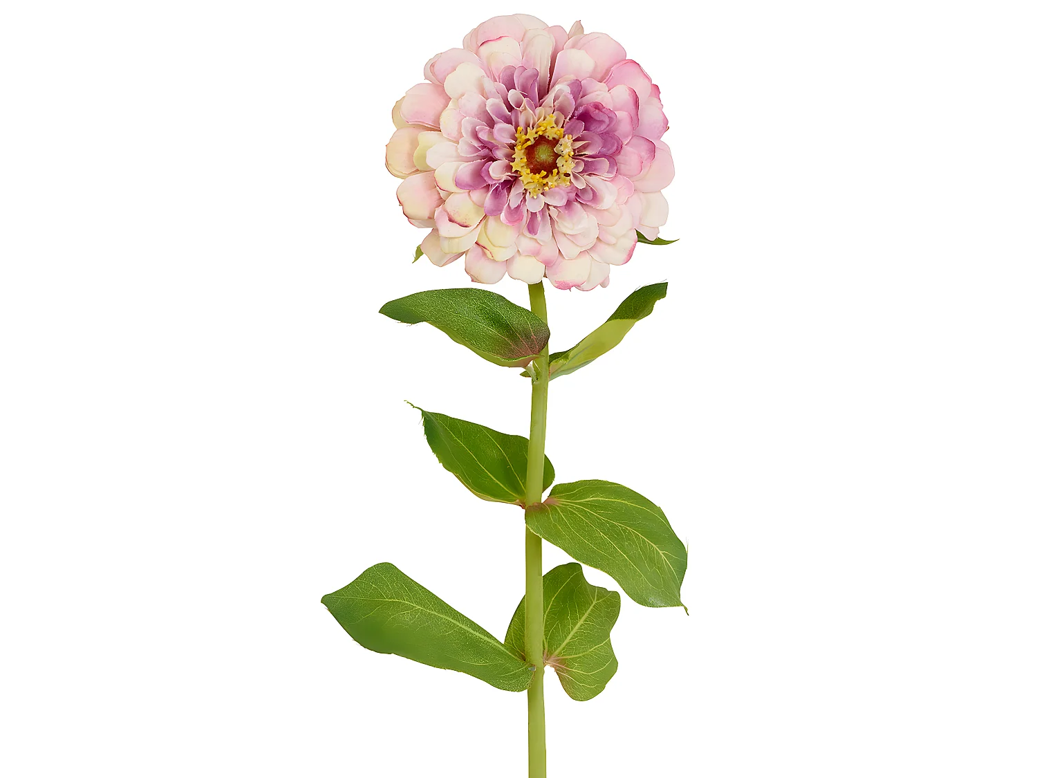 Tige de Zinnia Simone