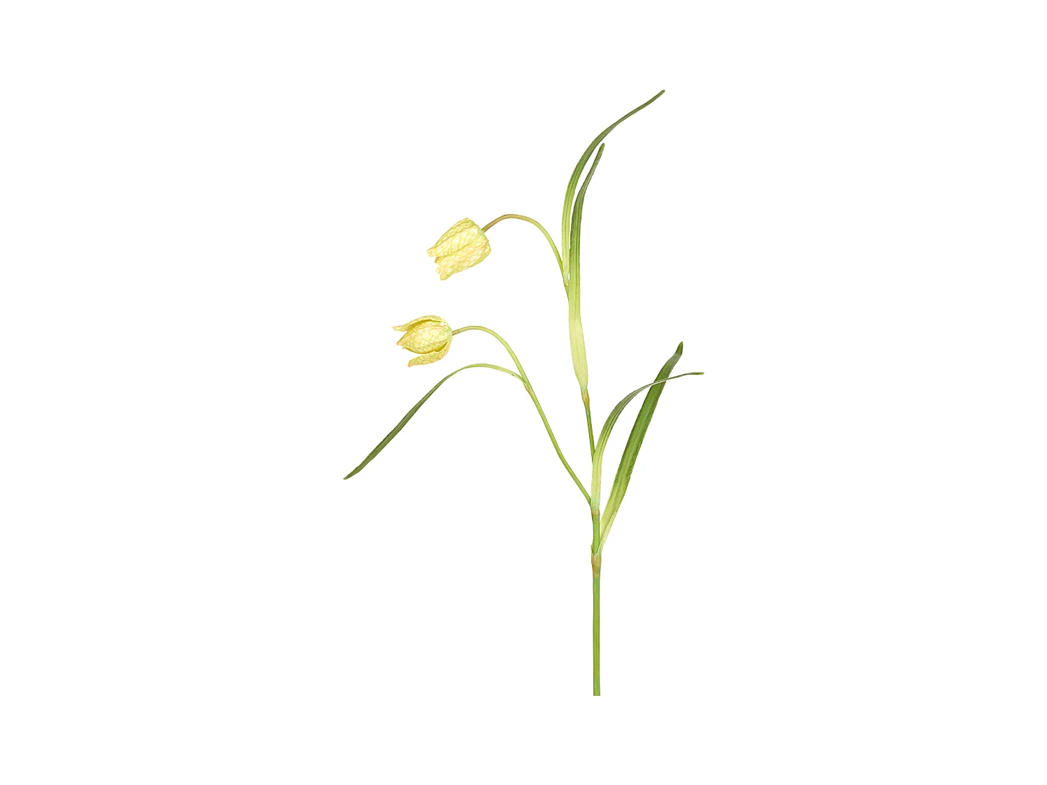 Tige de Fritillaria Impériale