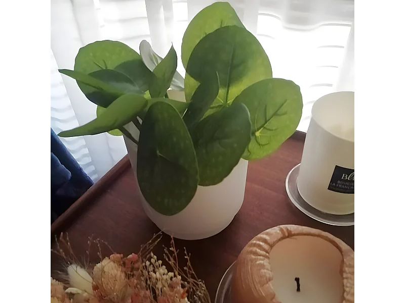 Feuillage Galax - Vert / 33 cm