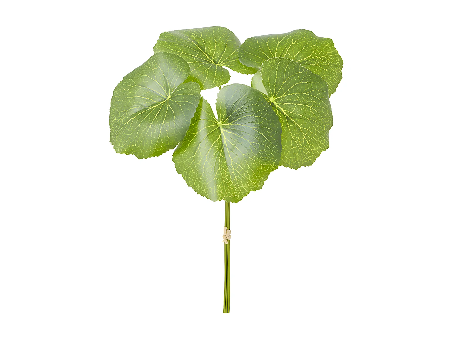 Feuillage Galax - Vert / 33 cm