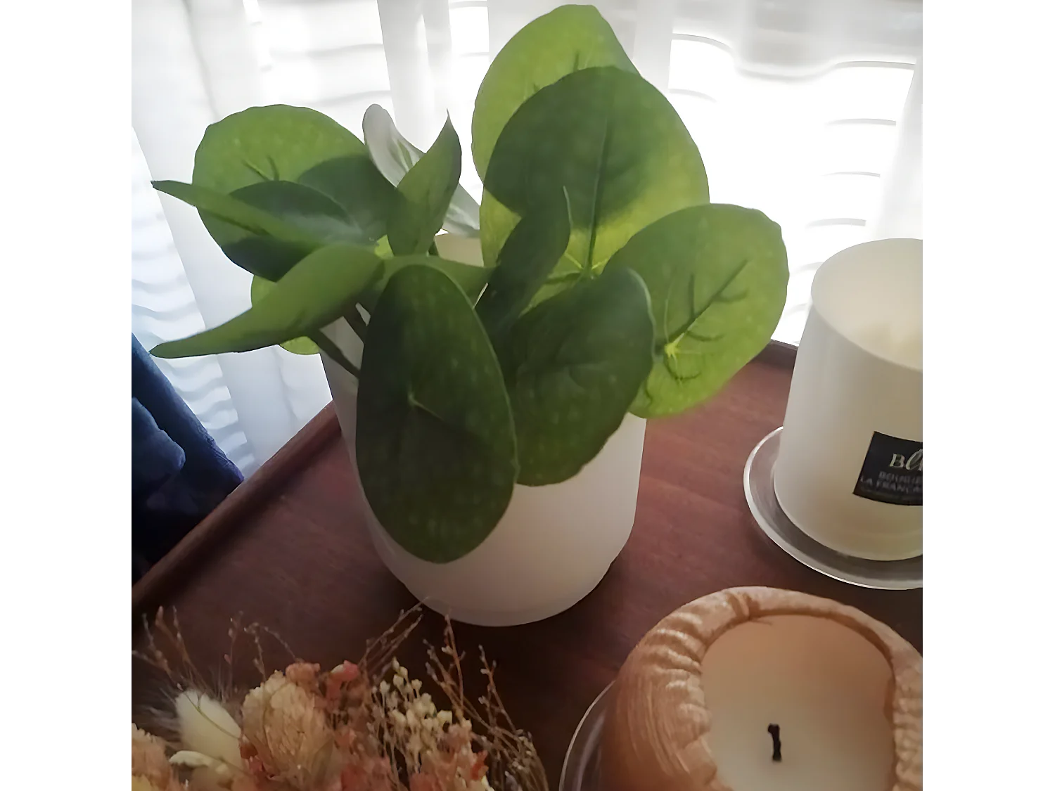 Feuillage Galax - Vert / 33 cm