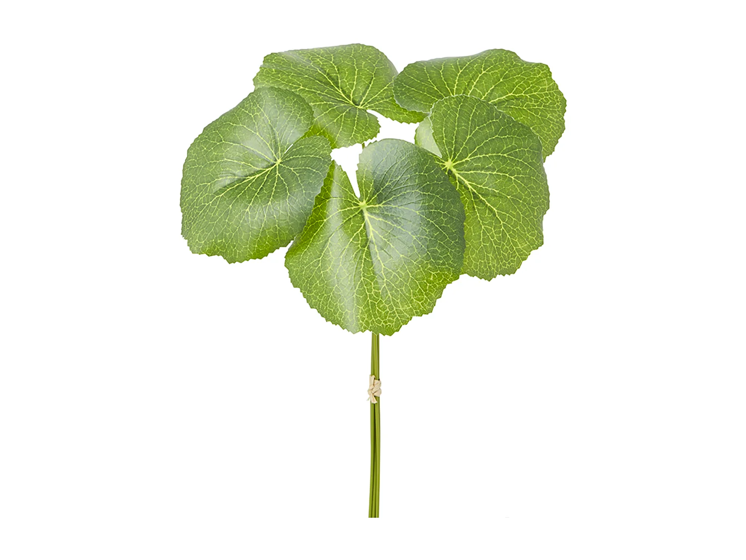 Feuillage Galax - Vert / 33 cm