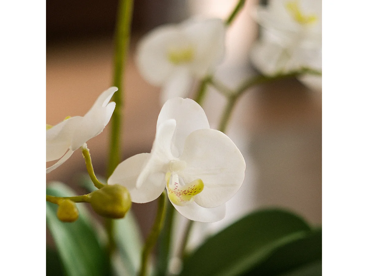 Composition d'Orchidée Artificielle Petit format - Blanc / 58 cm