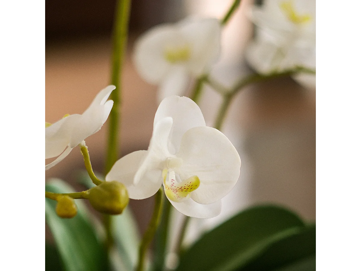 Composition d'Orchidée Artificielle Petit format - Blanc / 58 cm