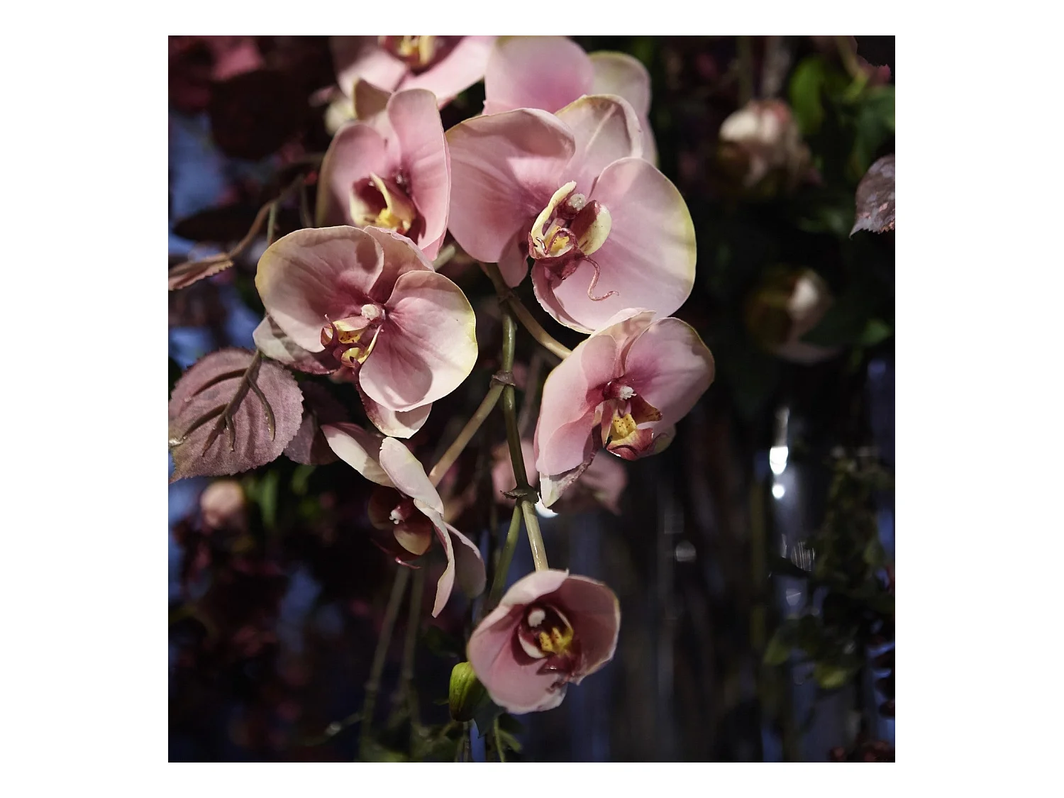 Tige d'Orchidée Phalaenopsis Budy - Rose / 104 cm