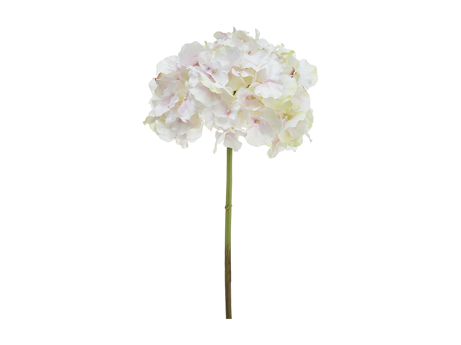 Tige d'Hortensia Anae - Rouge / 50 cm