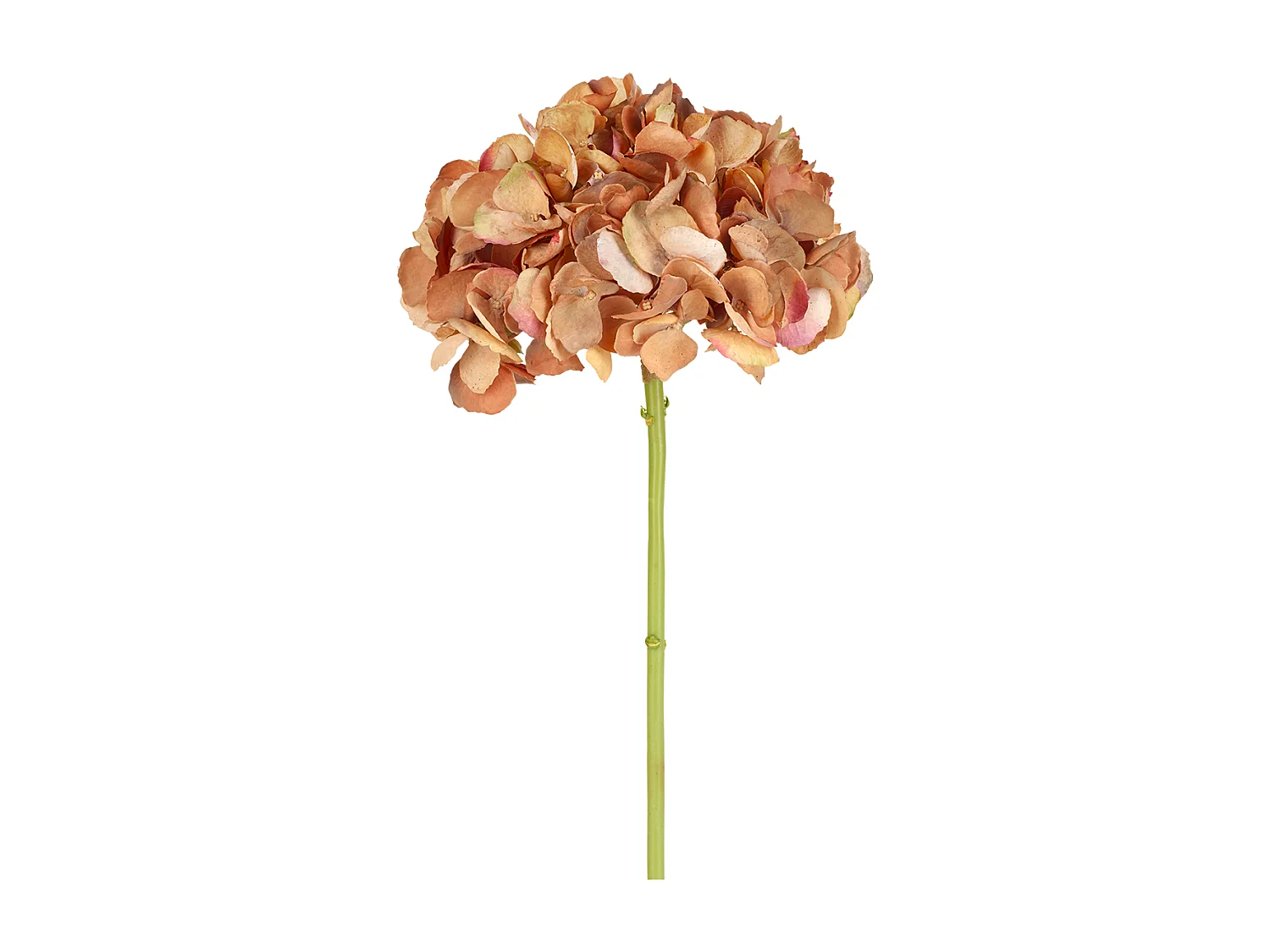 Tige d'Hortensia Anae - Rouge / 50 cm