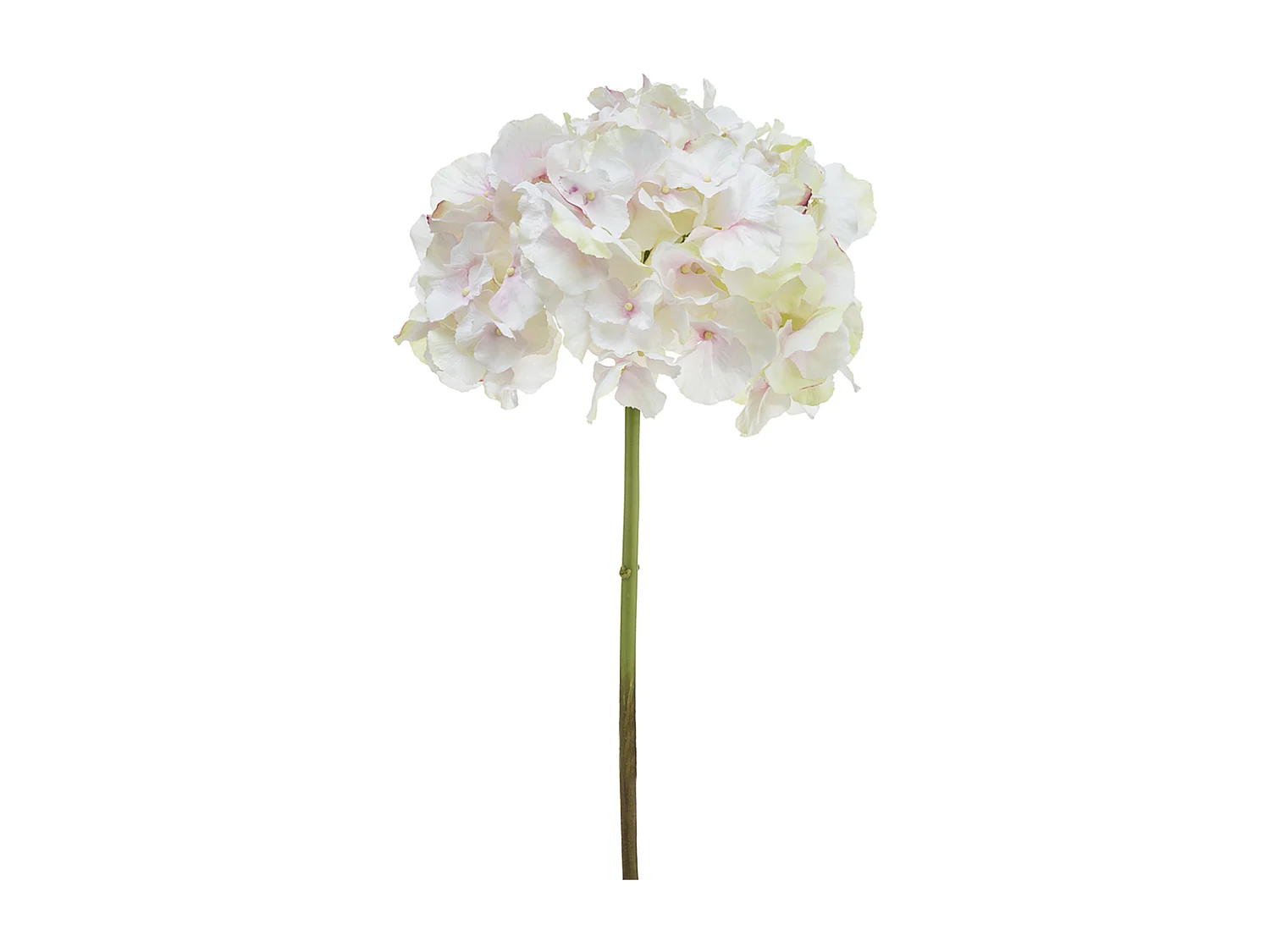 Tige d'Hortensia Anae - Rouge / 50 cm