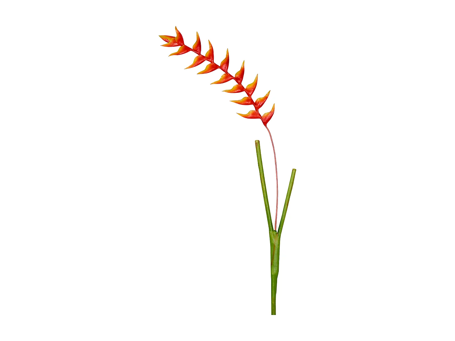 Tige d'Heliconia Rostrata - Orange