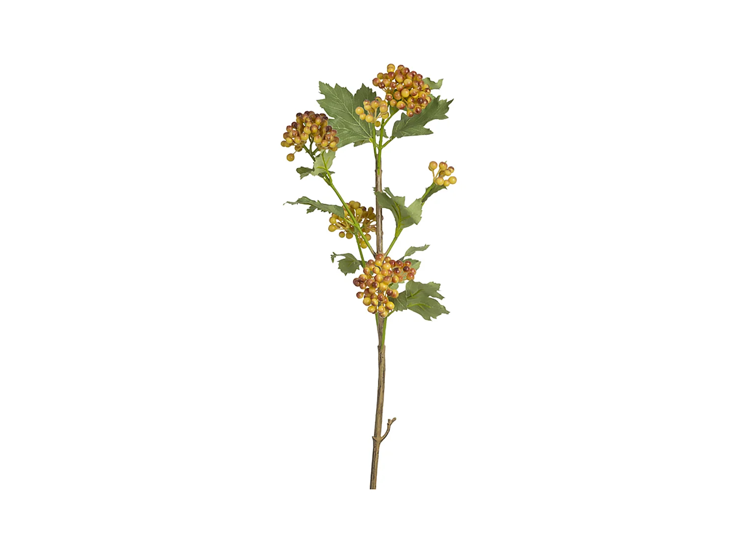 Branche de Baies Viorne Obier