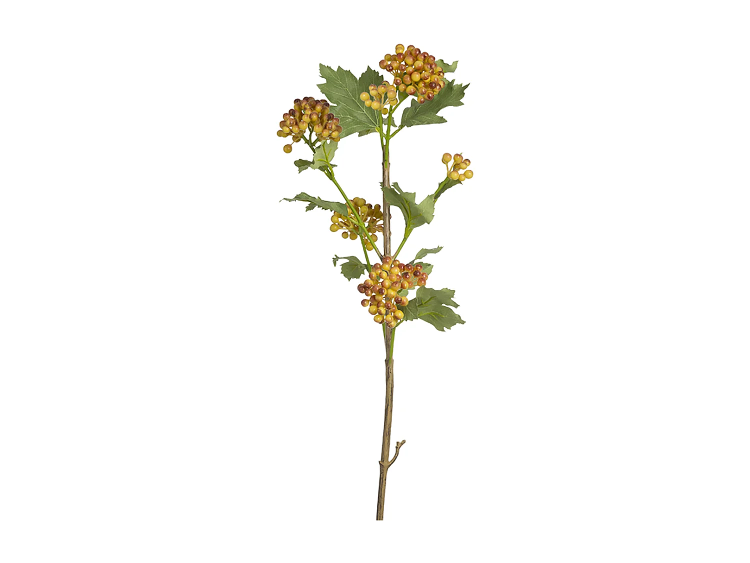 Branche de Baies Viorne Obier