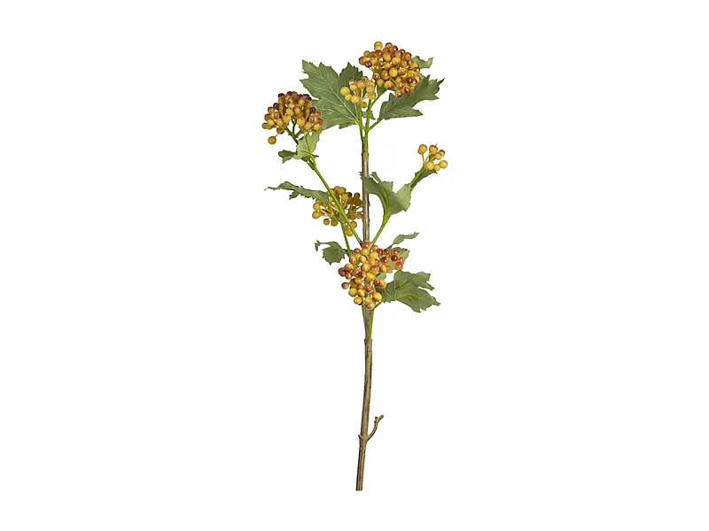 Branche de Baies Viorne Obier