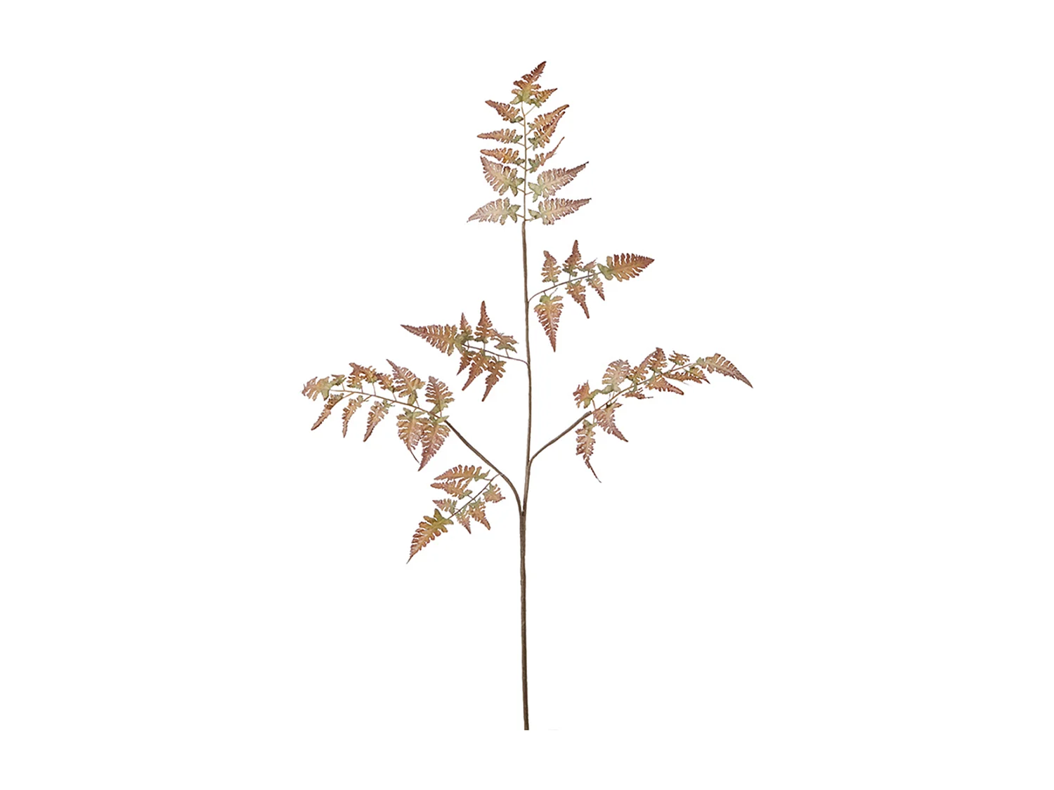 Feuillage de Fougère - Bordeaux