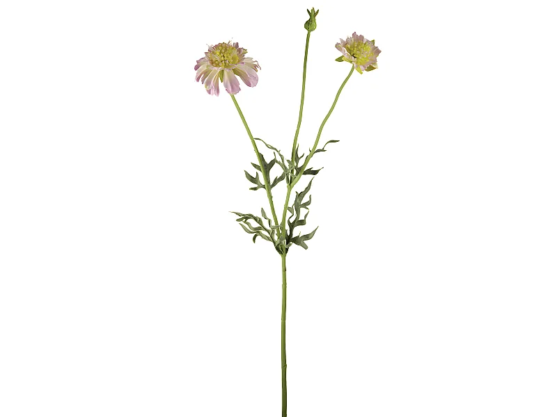 Tige de Scabiosa Fleurie