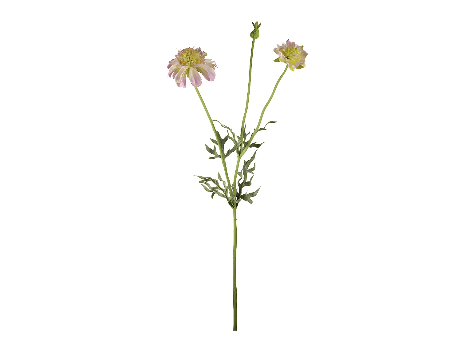 Tige de Scabiosa Fleurie