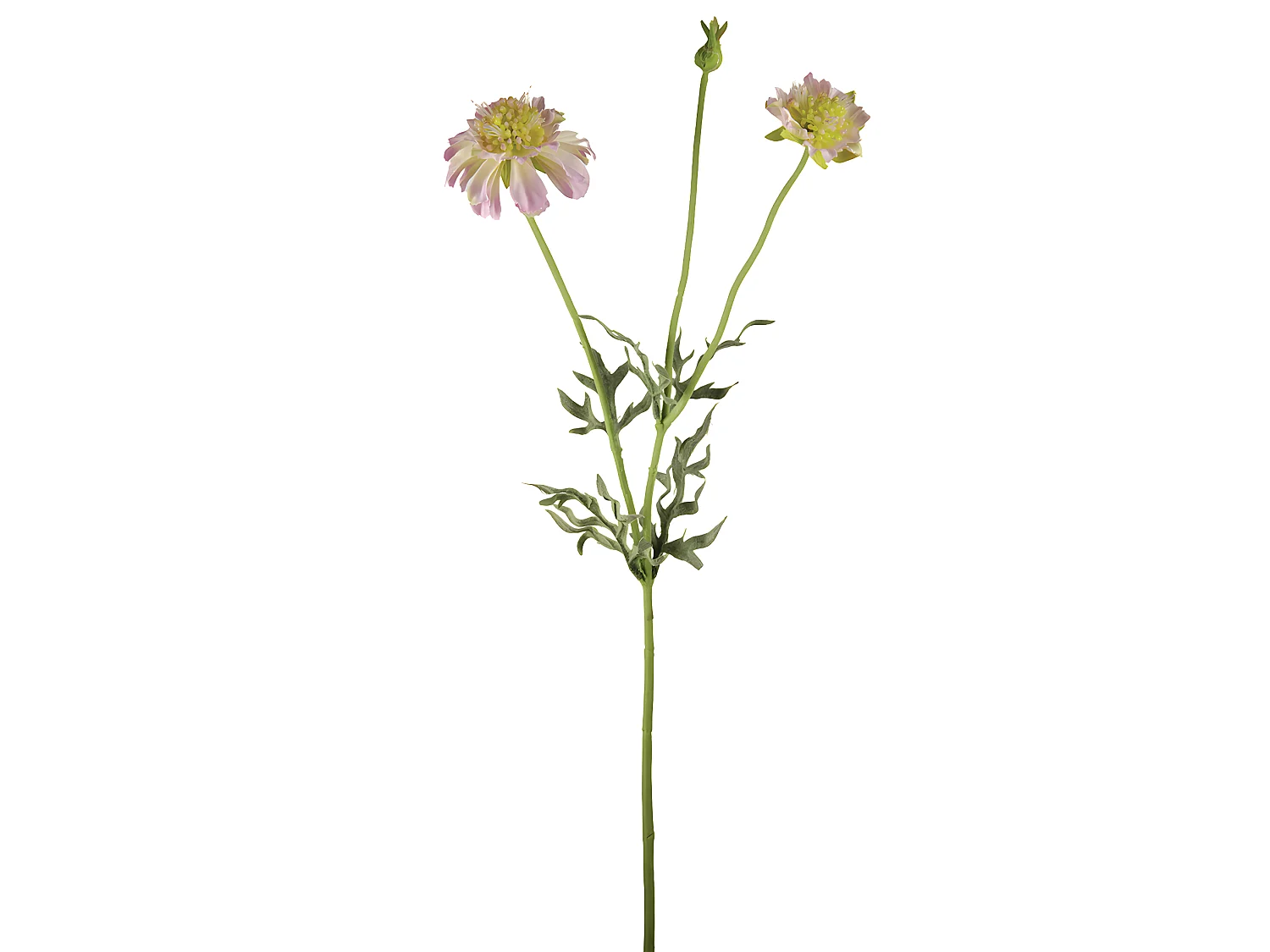 Tige de Scabiosa Fleurie
