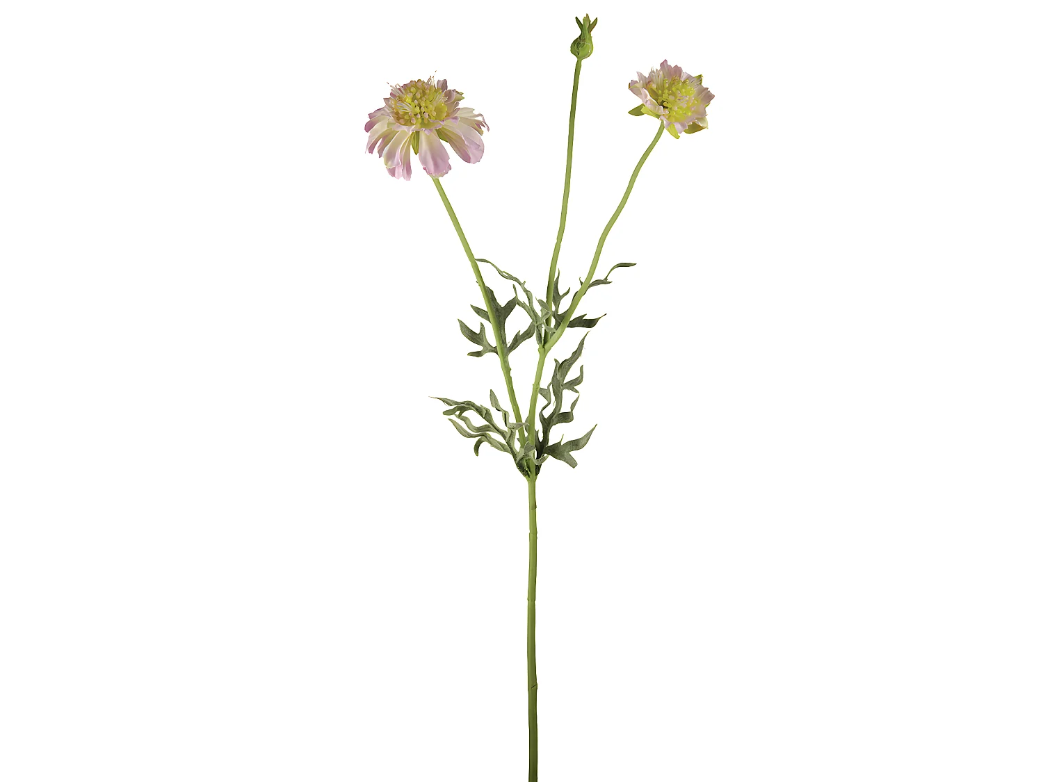 Tige de Scabiosa Fleurie