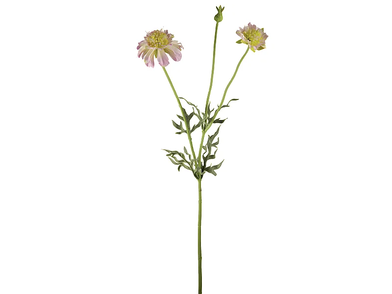 Tige de Scabiosa Fleurie