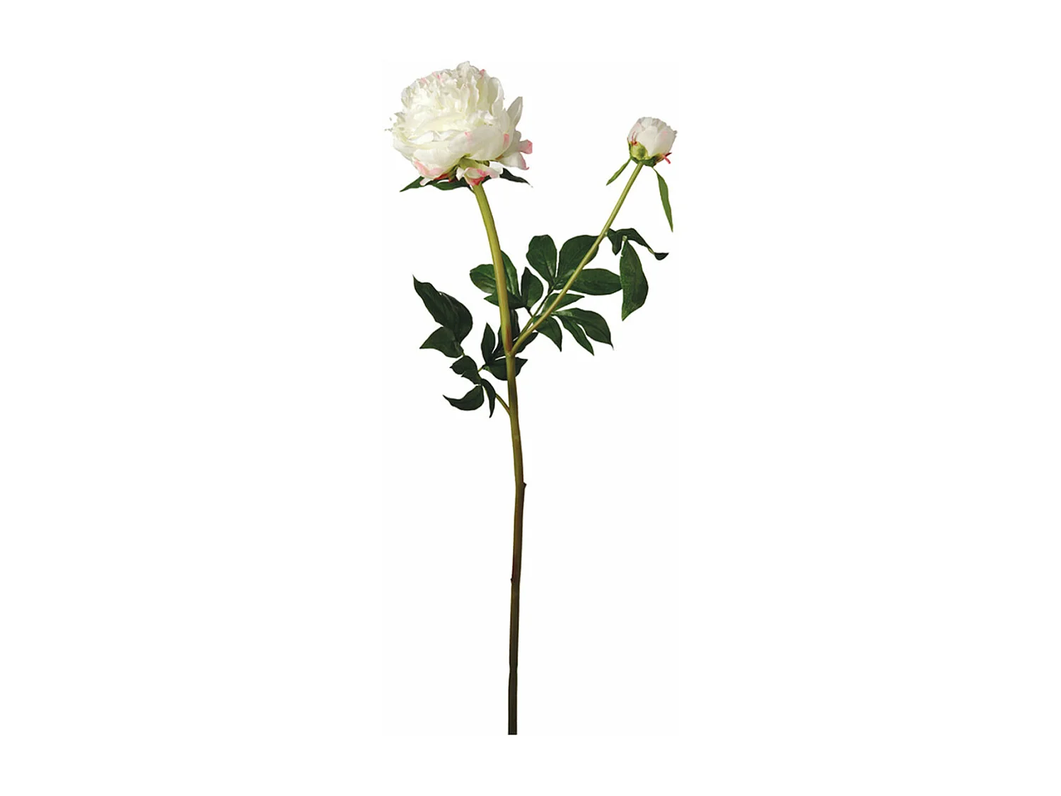 Tige de Pivoine Jardin - Fuchsia