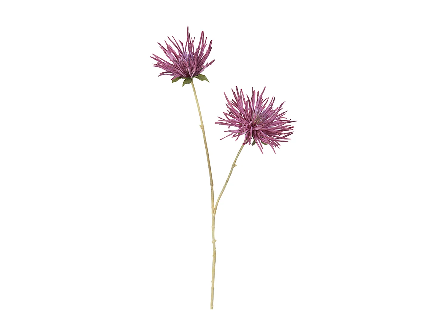 Tige de Chrysanthème Mum - Gris