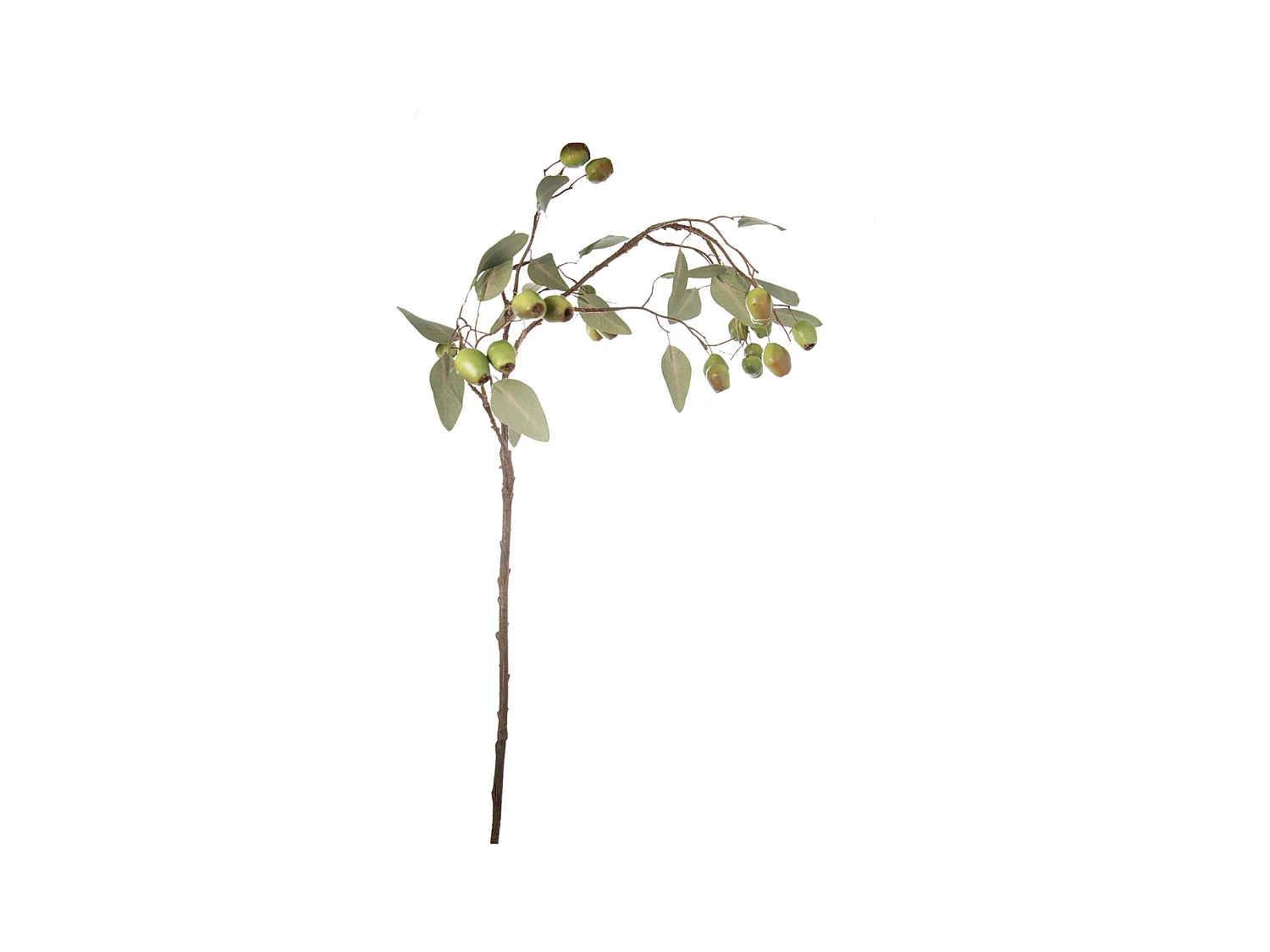 Feuillage Eucalyptus Avec Graines - Marron / 71 cm