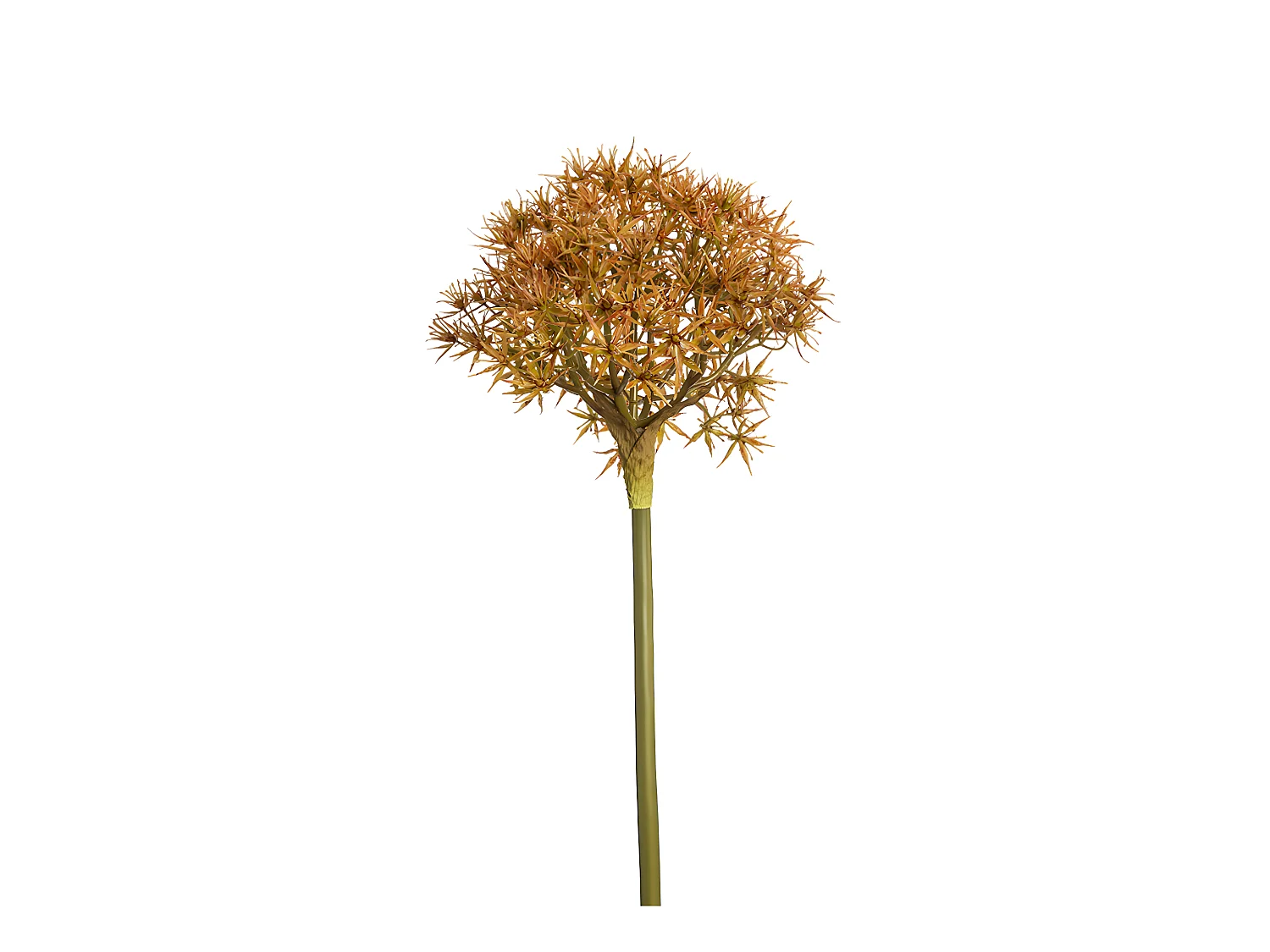 Tige d'Allium Atropurpureum