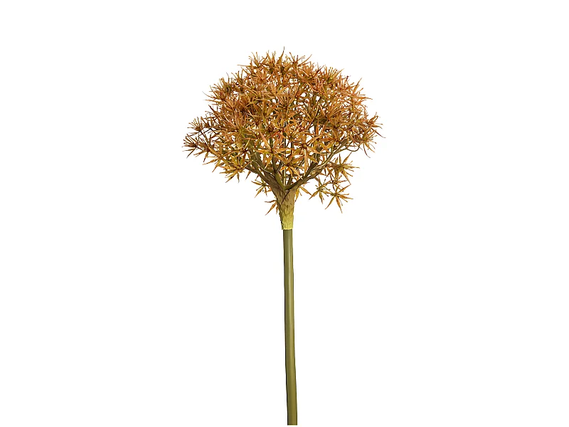 Tige d'Allium Atropurpureum