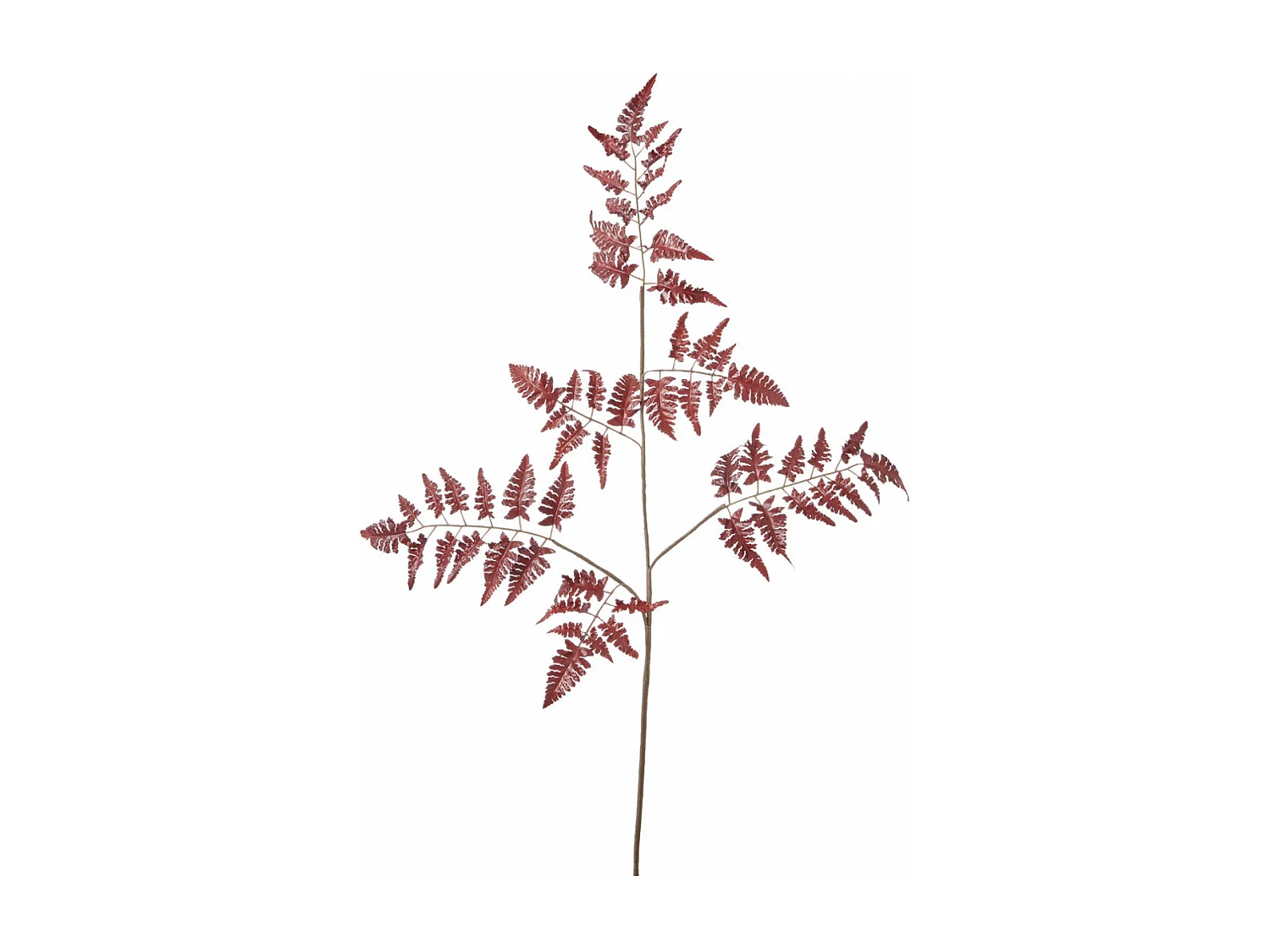 Feuillage de Fougère - Rouge