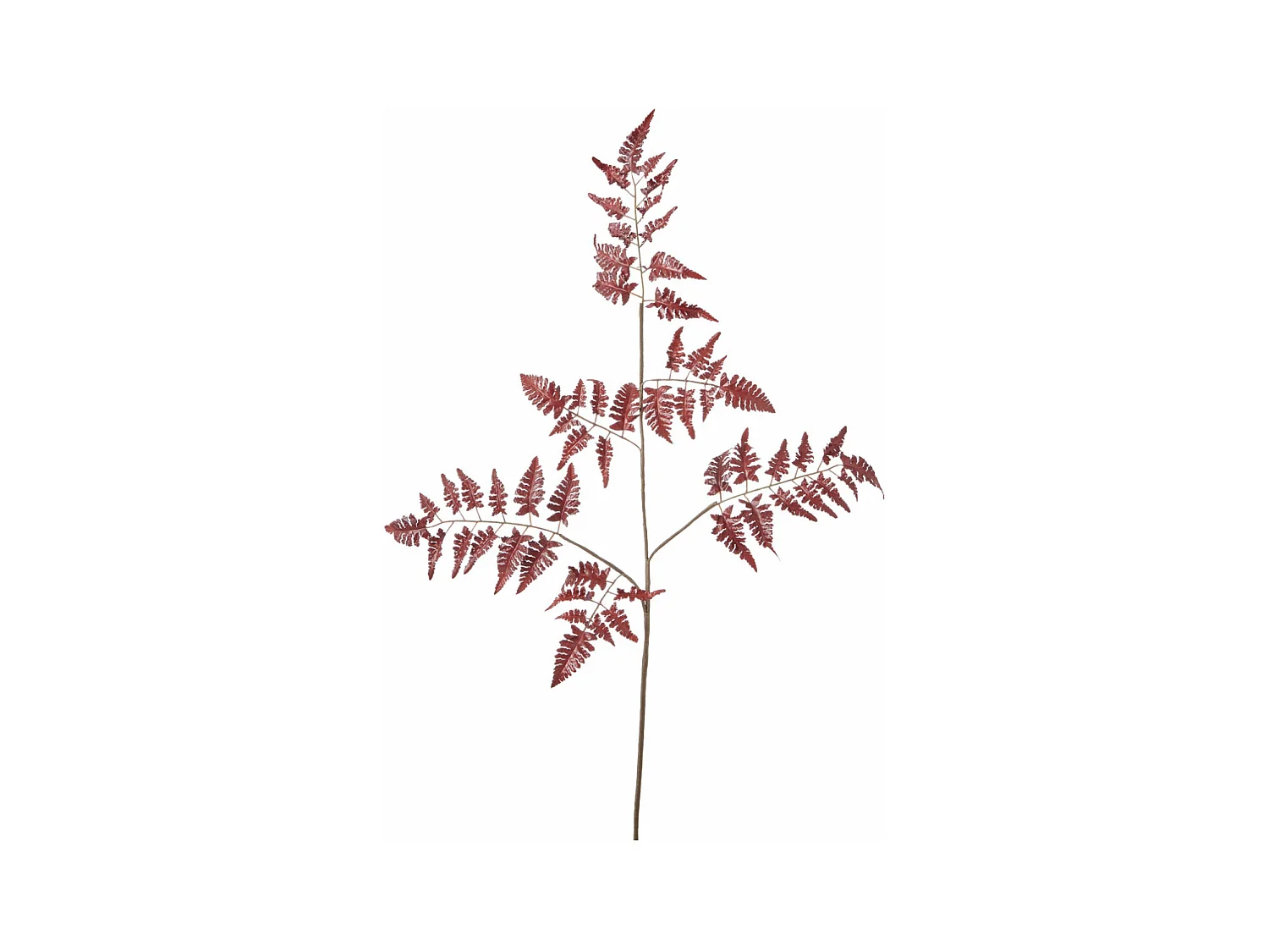 Feuillage de Fougère - Rouge