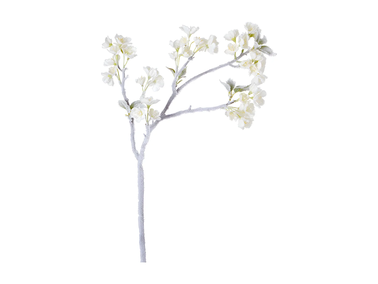 Tige de Cerisier des Neiges