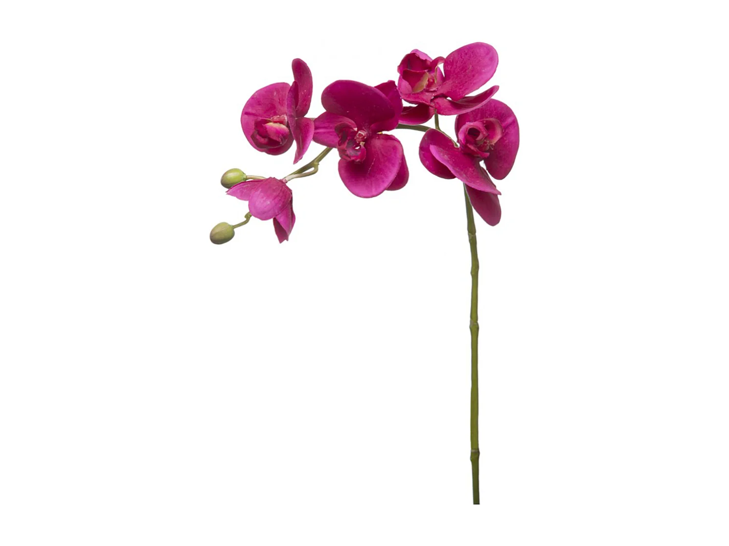 Tige d'Orchidée Phalaenopsis Forever - Rouge