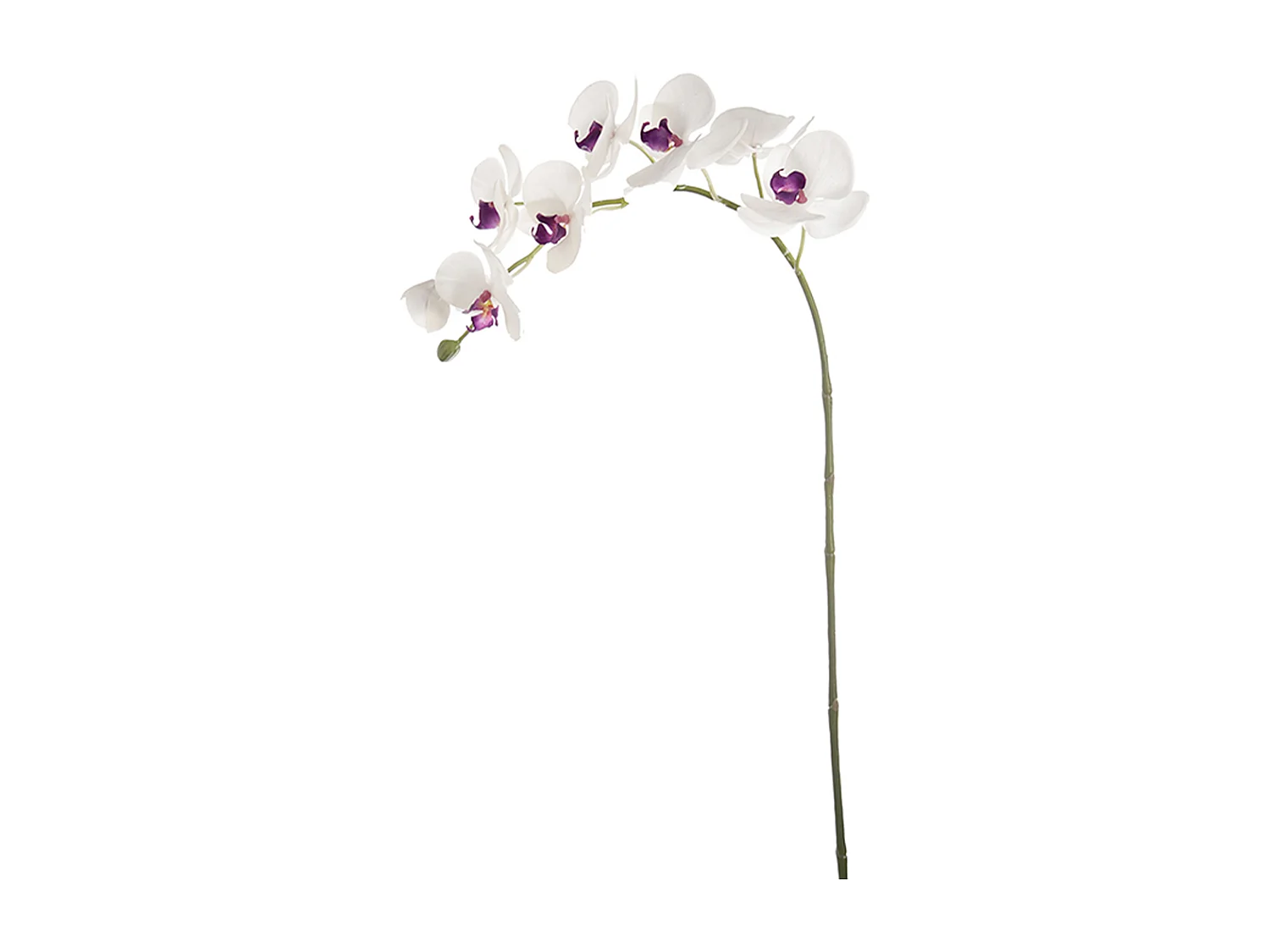 Tige d'Orchidée Phalaenopsis Forever - Rouge