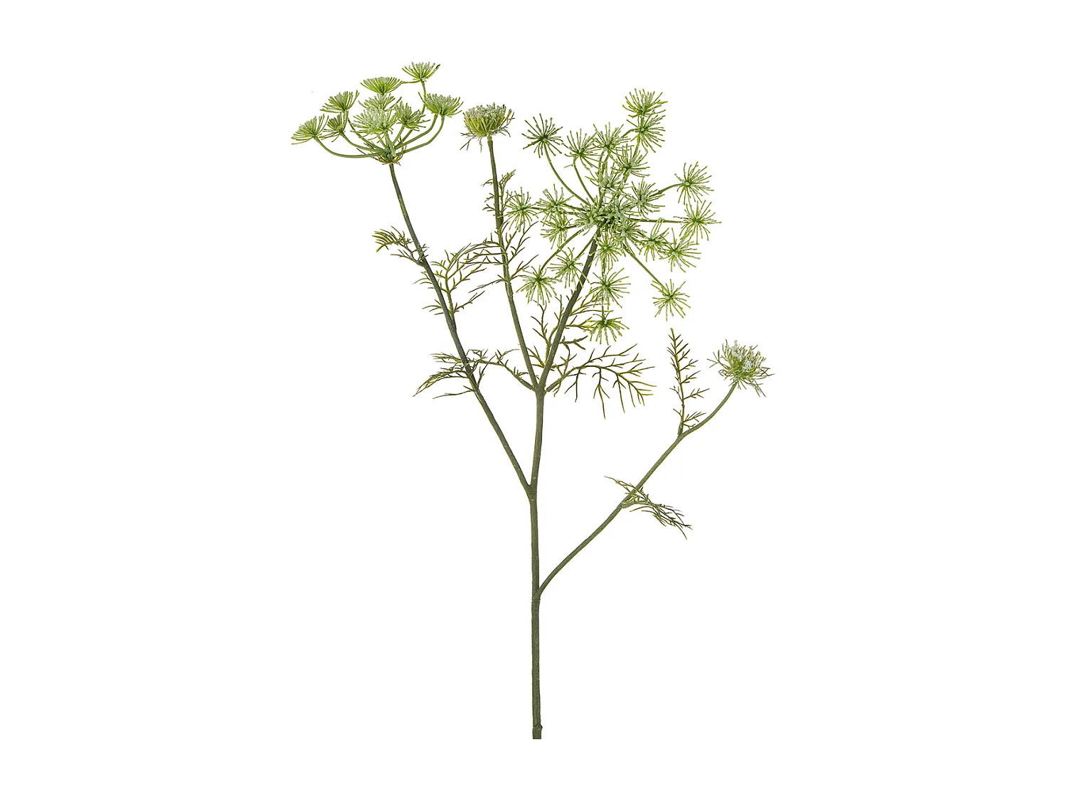 Tige de Carotte Sauvage - Doré / 75 cm