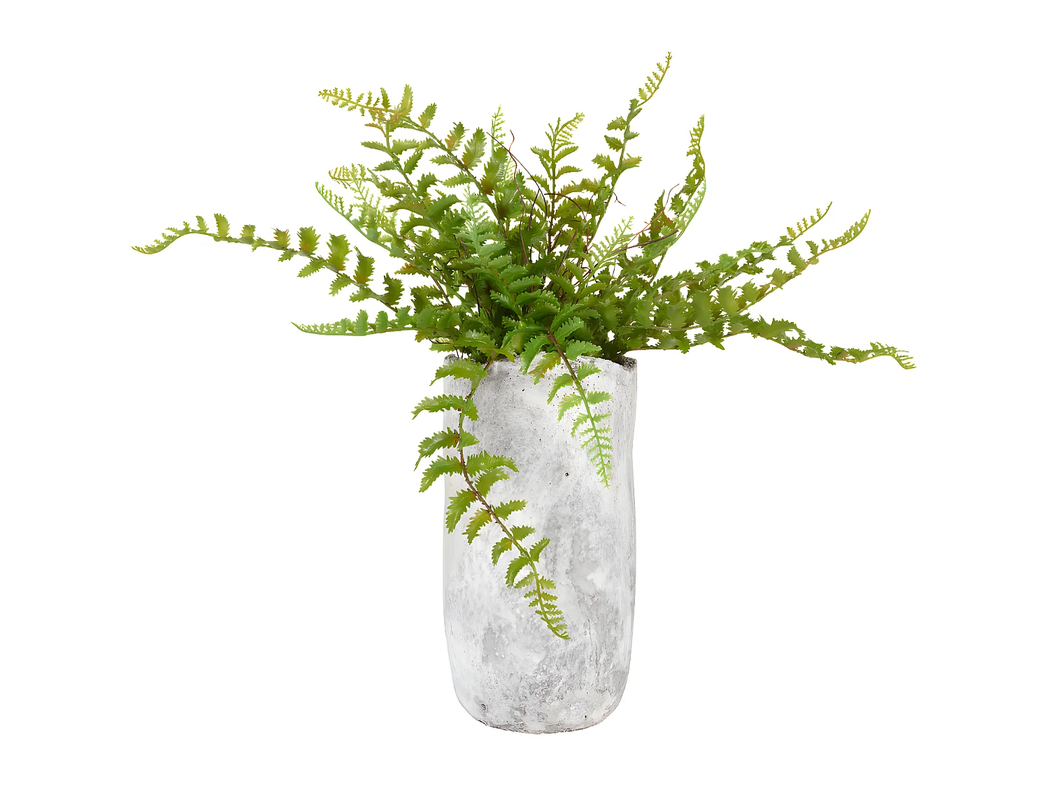 Fougère en pot en argile h50