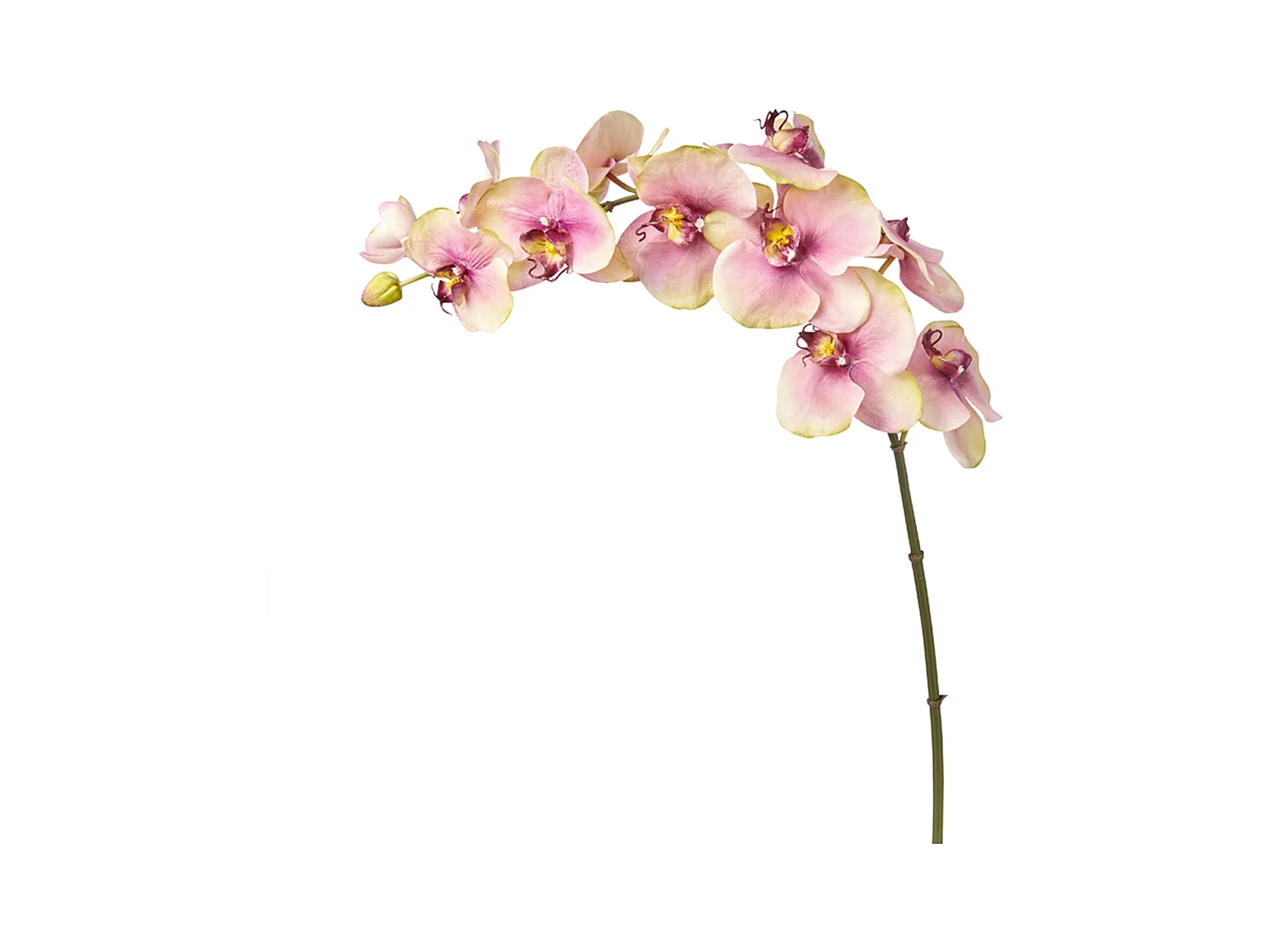 Tige d'Orchidée Phalaenopsis Budy - Fuchsia / 104 cm