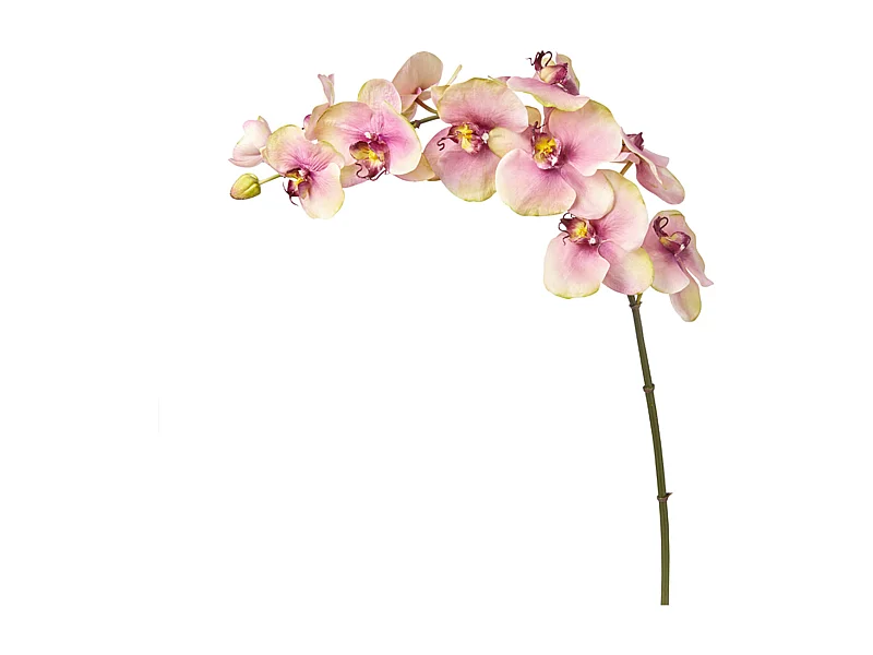 Tige d'Orchidée Phalaenopsis Budy - Fuchsia / 104 cm