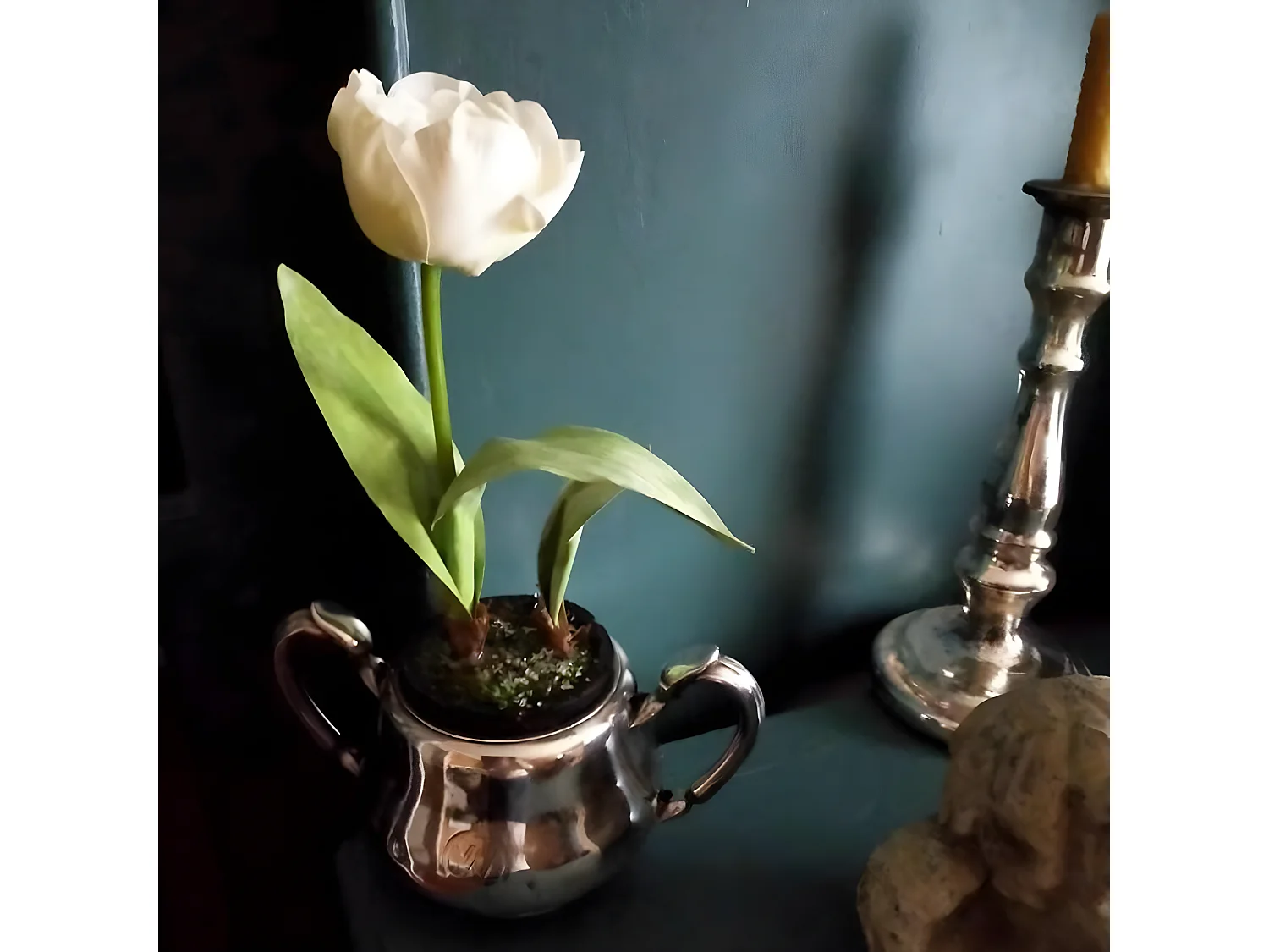 Tulipe Givrée en Pot Noël - Blanc