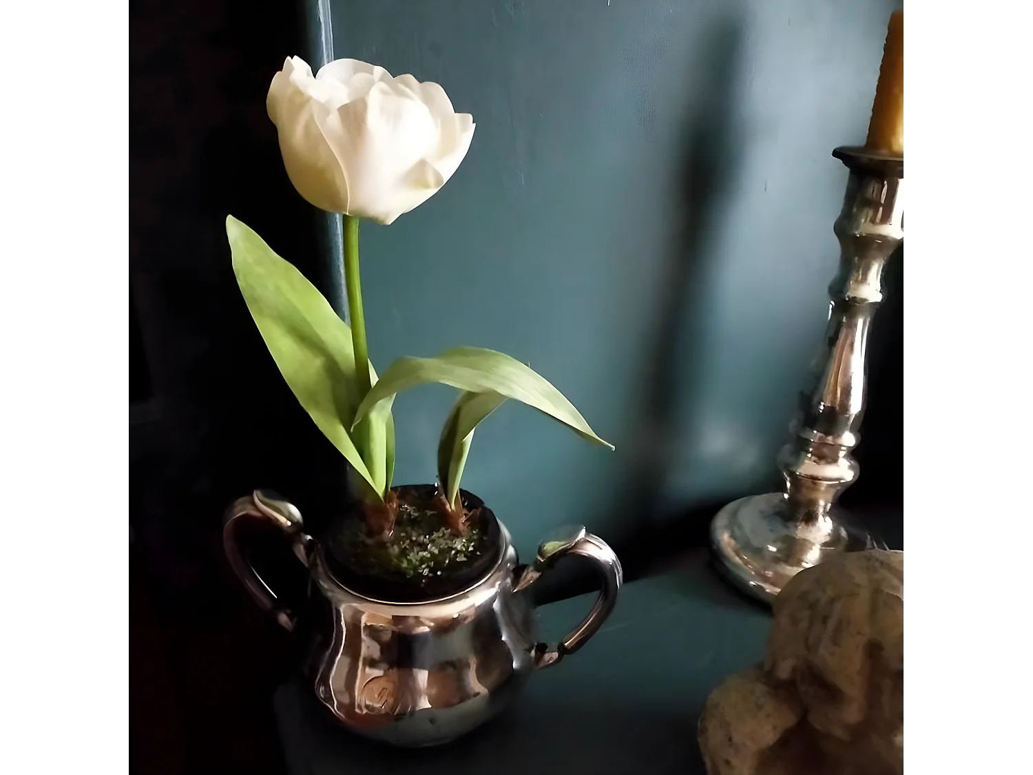 Tulipe Givrée en Pot Noël - Blanc