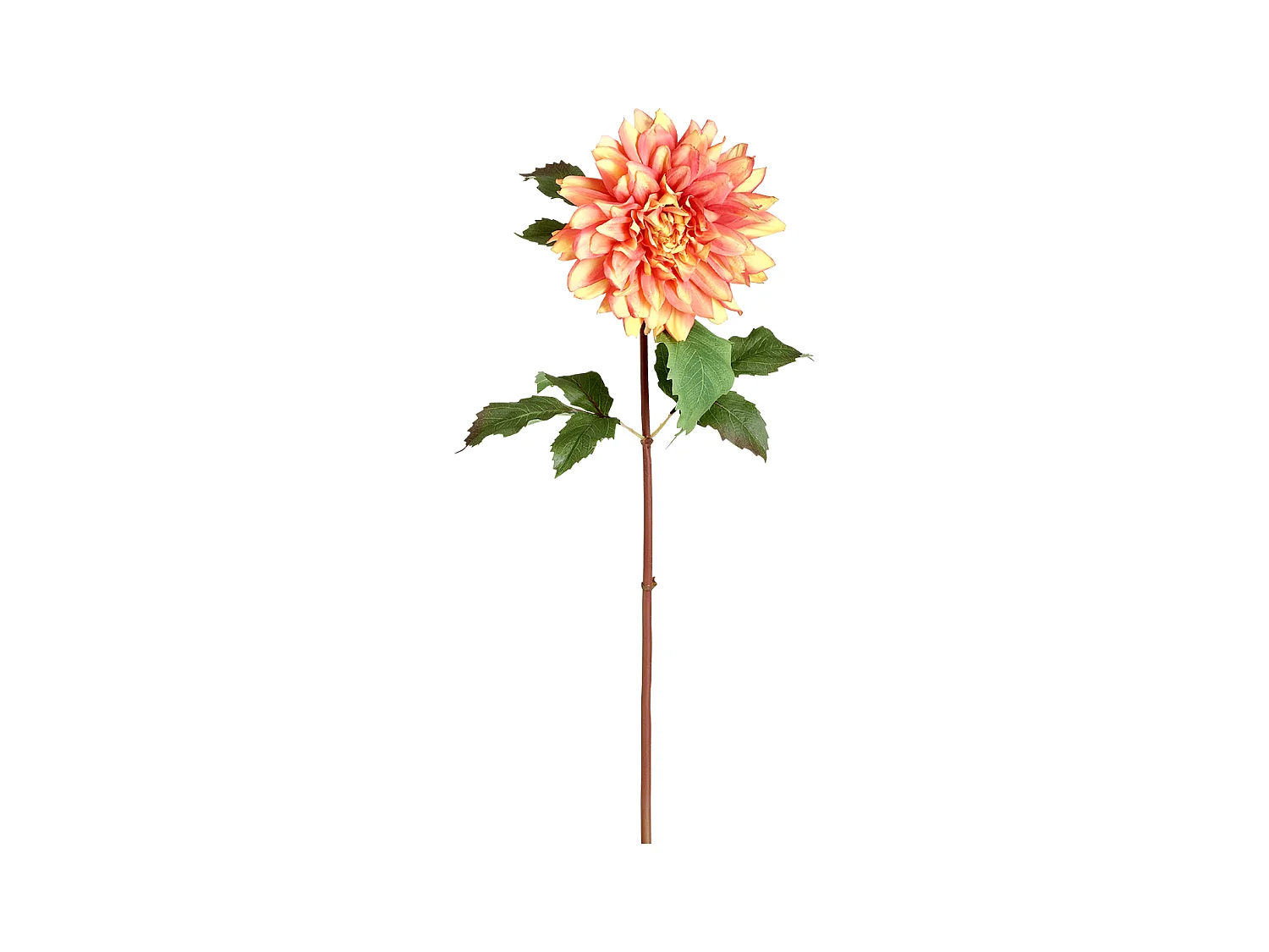 Tige de Dahlia Monica - Rouge