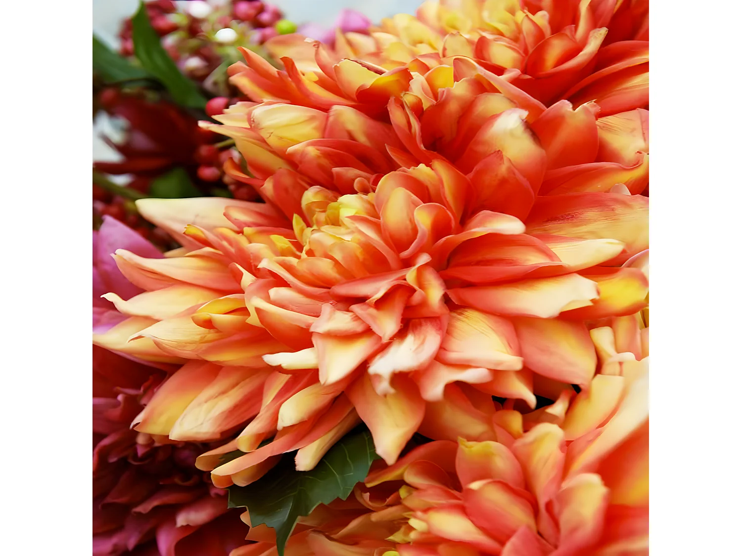 Tige de Dahlia Monica - Rouge