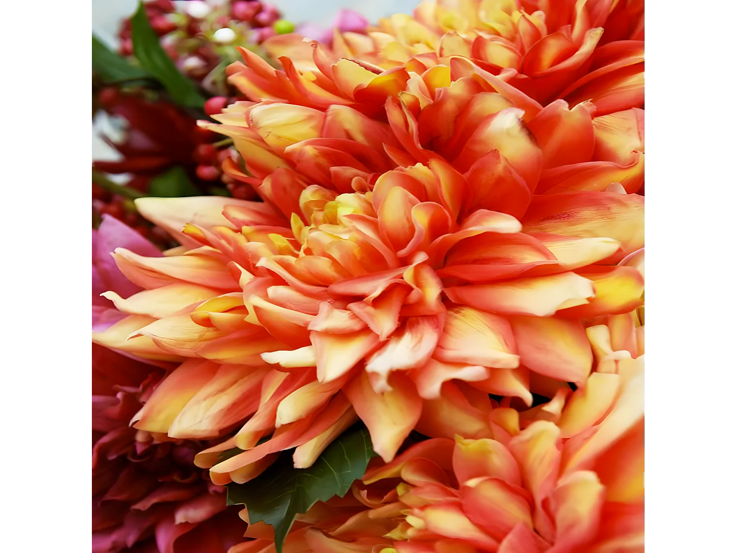 Tige de Dahlia Monica - Rouge