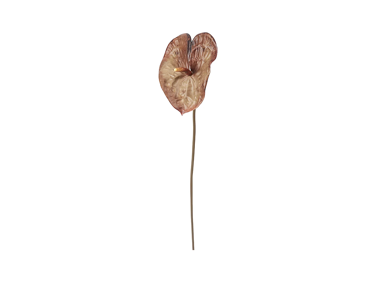 Tige d'Anthurium Ombré - Gris