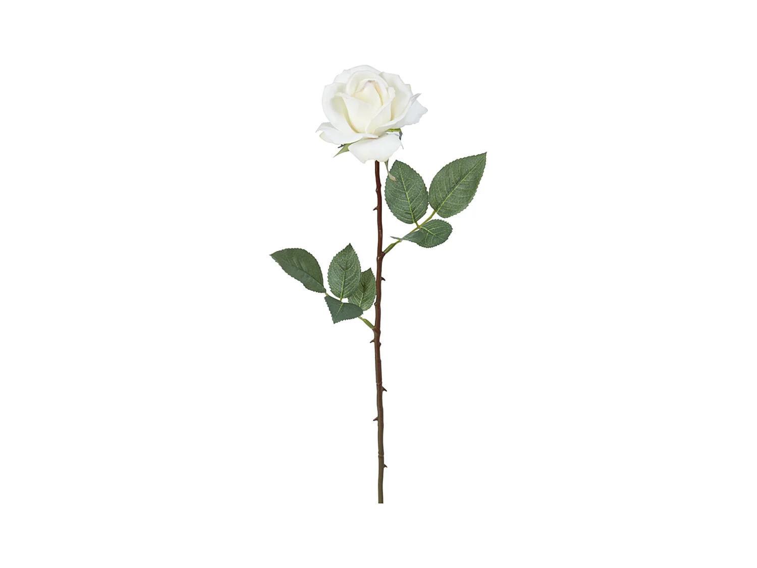 Tige de Rose Sophia - Rouge foncé / 65 cm